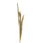Διακοσμητικό φυτό pampas Beroun σετ των 3τεμ σε φυσική απόχρωση Υ140εκ - Image 3